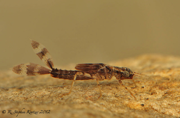 Argia tibialis, nymph